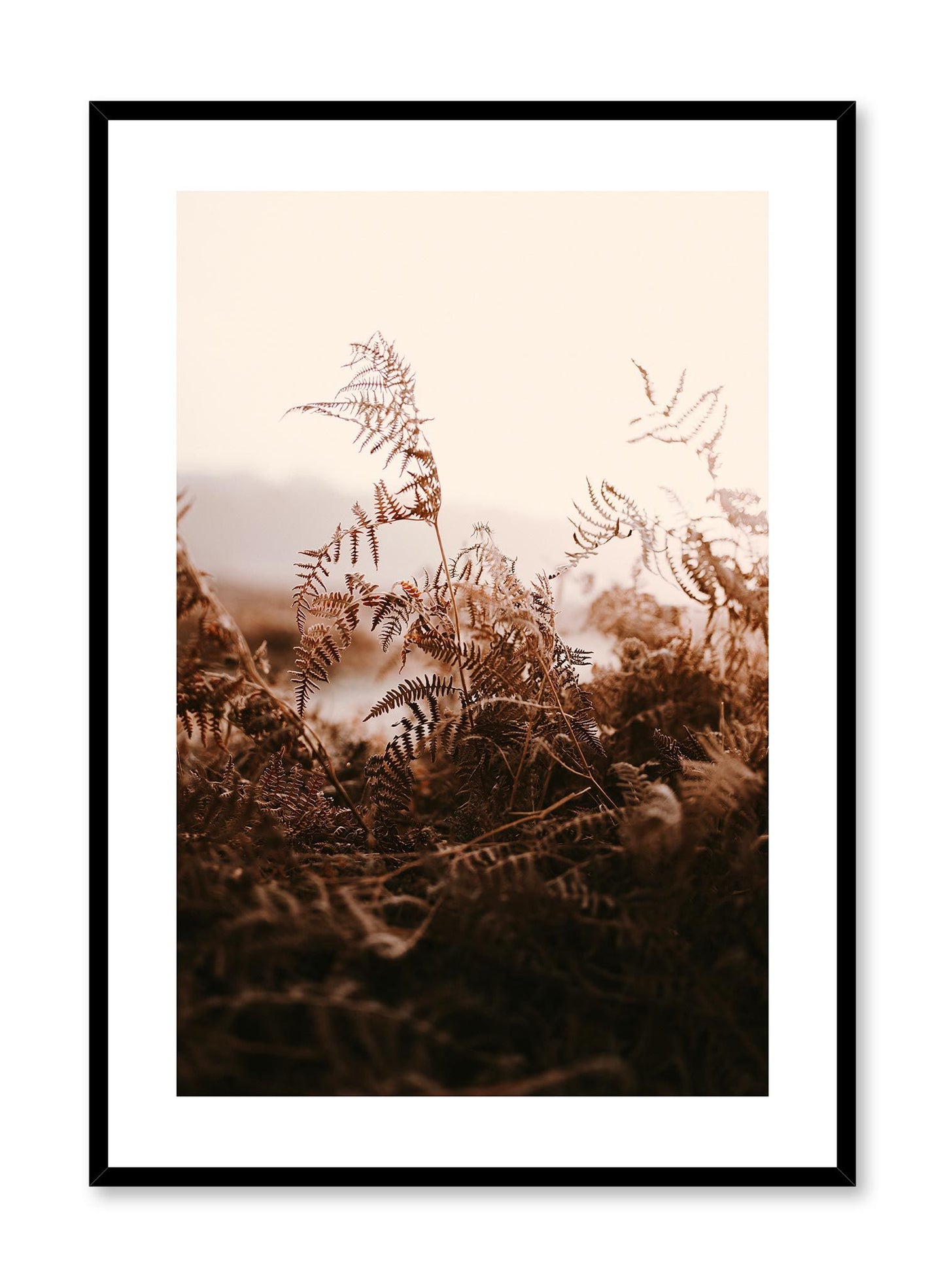 Forest Fern is a minimalist photography by Opposite Wall of a patch of dry fern where some have been stepped on.