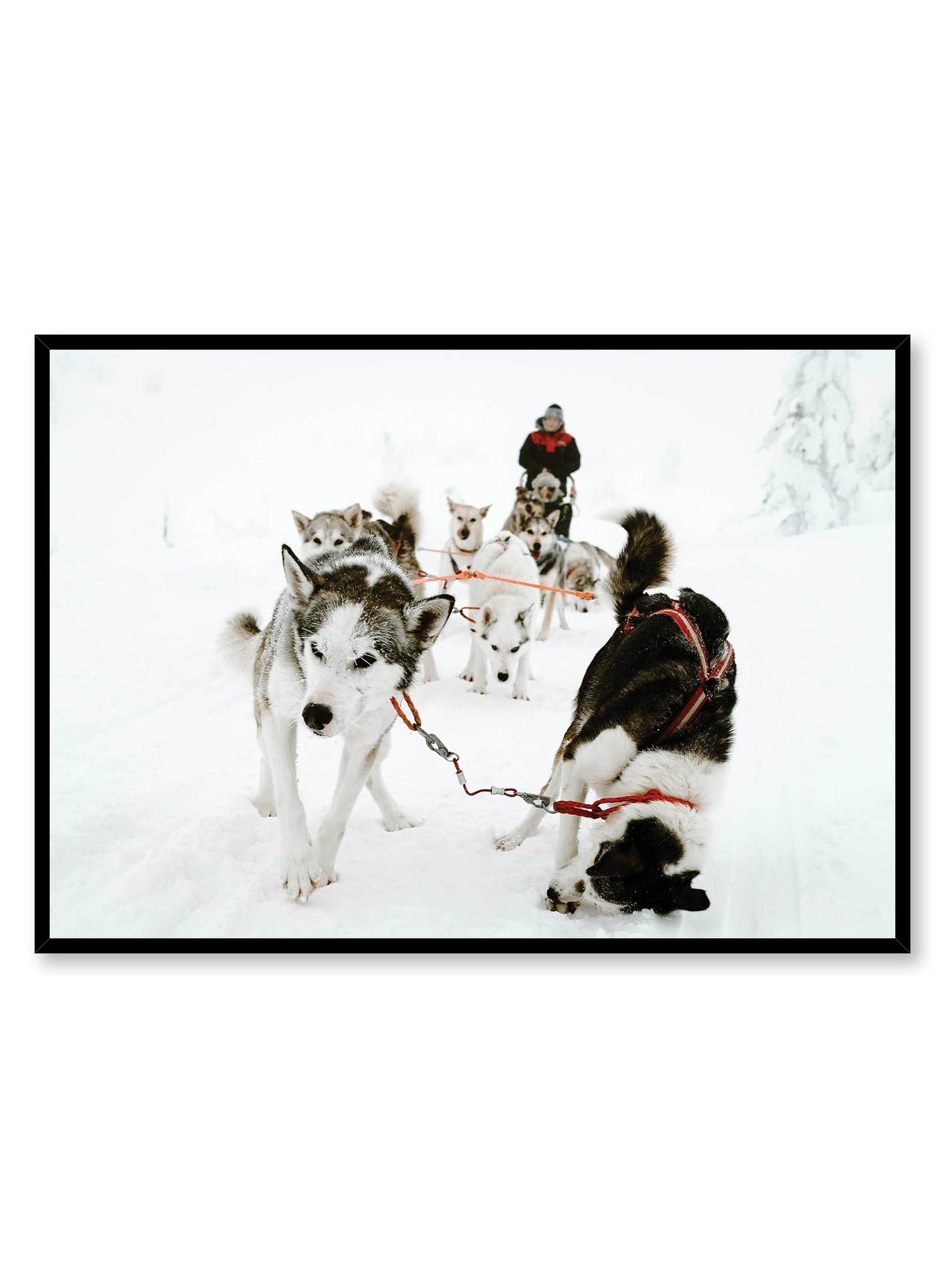 Sled Squad, Poster | Oppositewall.com